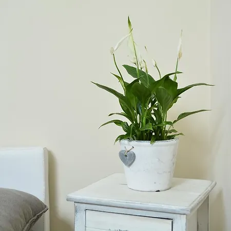 Amadeus Apartment *