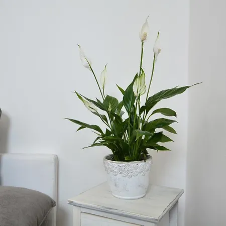 Apartment Amadeus
